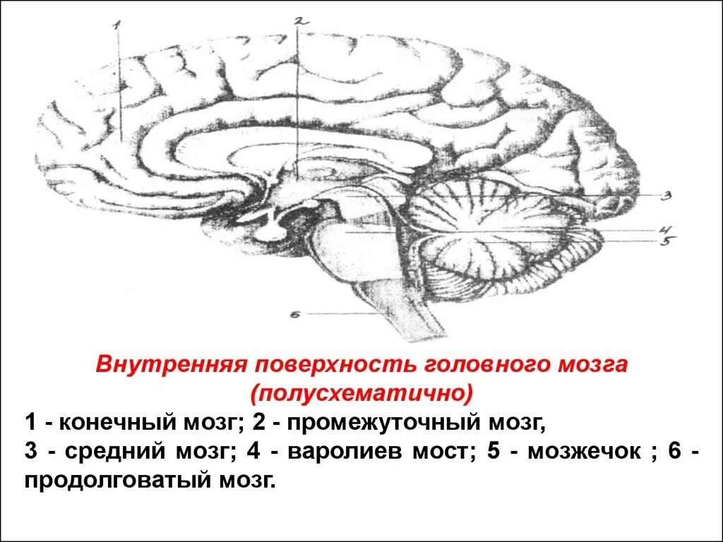 Медиальная поверхность головного мозга. Мозжечок мозг функции. Конечный промежуточный средний мозг. Внутренняя поверхность головного мозга. Складчатая поверхность головного мозга