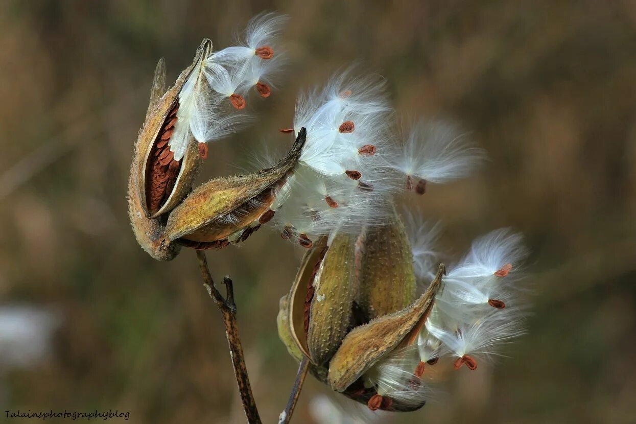 Какие растения переносятся ветром. Семена Milkweed. Летающие семена растений. Семена на ветру. Ветер разносит семена.