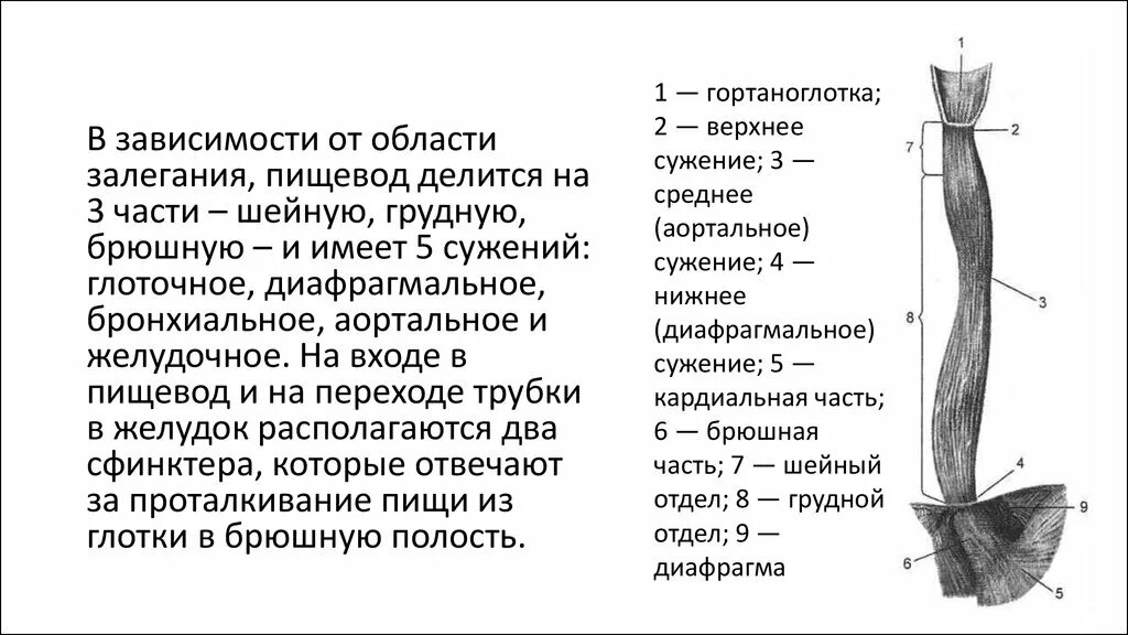 Строение пищевода рисунок