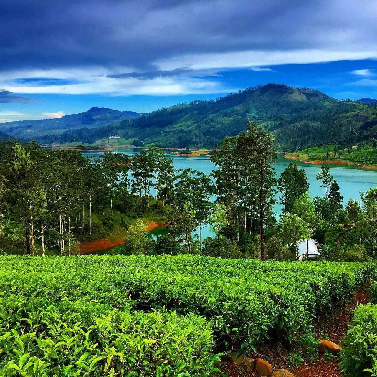 Республика шри. Ceylon Tea Trails Шри Ланка. Нувара Элия. Нувара Элия Шри Ланка. Остров Цейлон природа.