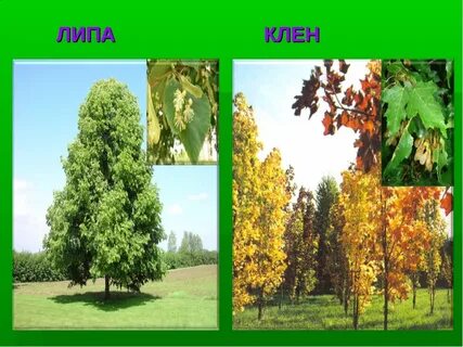 Клен береза дуб деревья