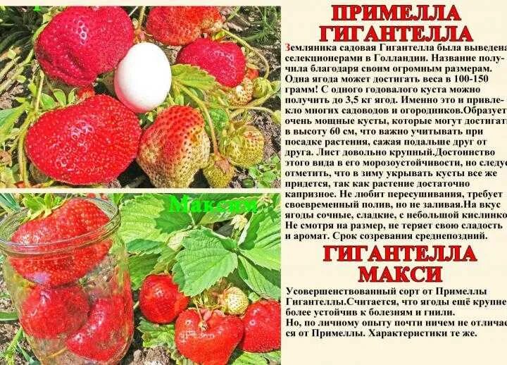 Земляника гигантелла описание сорта фото отзывы садоводов Клубника гигантелла максим (56 фото)