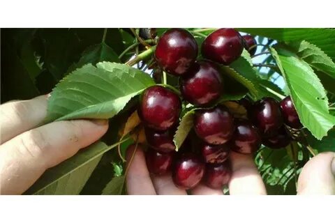 Сорта колоновидной вишни