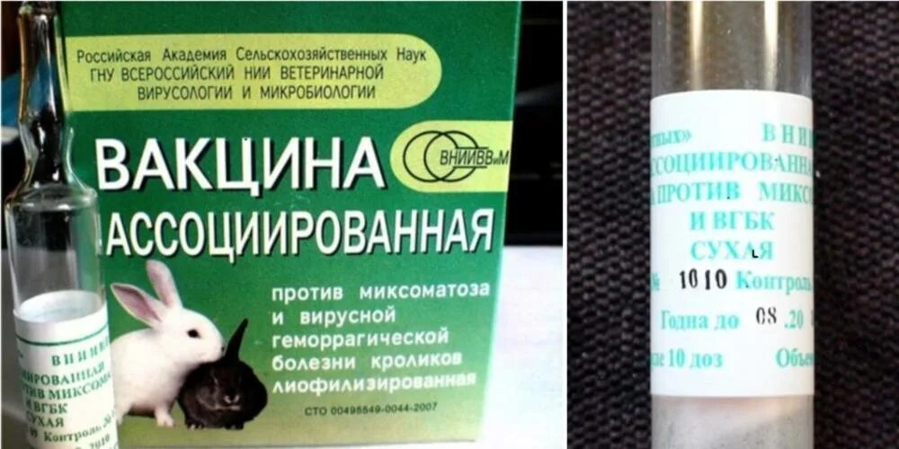 Вакцина вгбк+миксоматоз ассоциированная сухая. Вакцина вгбк+миксоматоз ассоциированная сухая. Вакцина против вгбк инструкция. Вакцина против вгбк инструкция. Вакцина против вгбк инструкция.