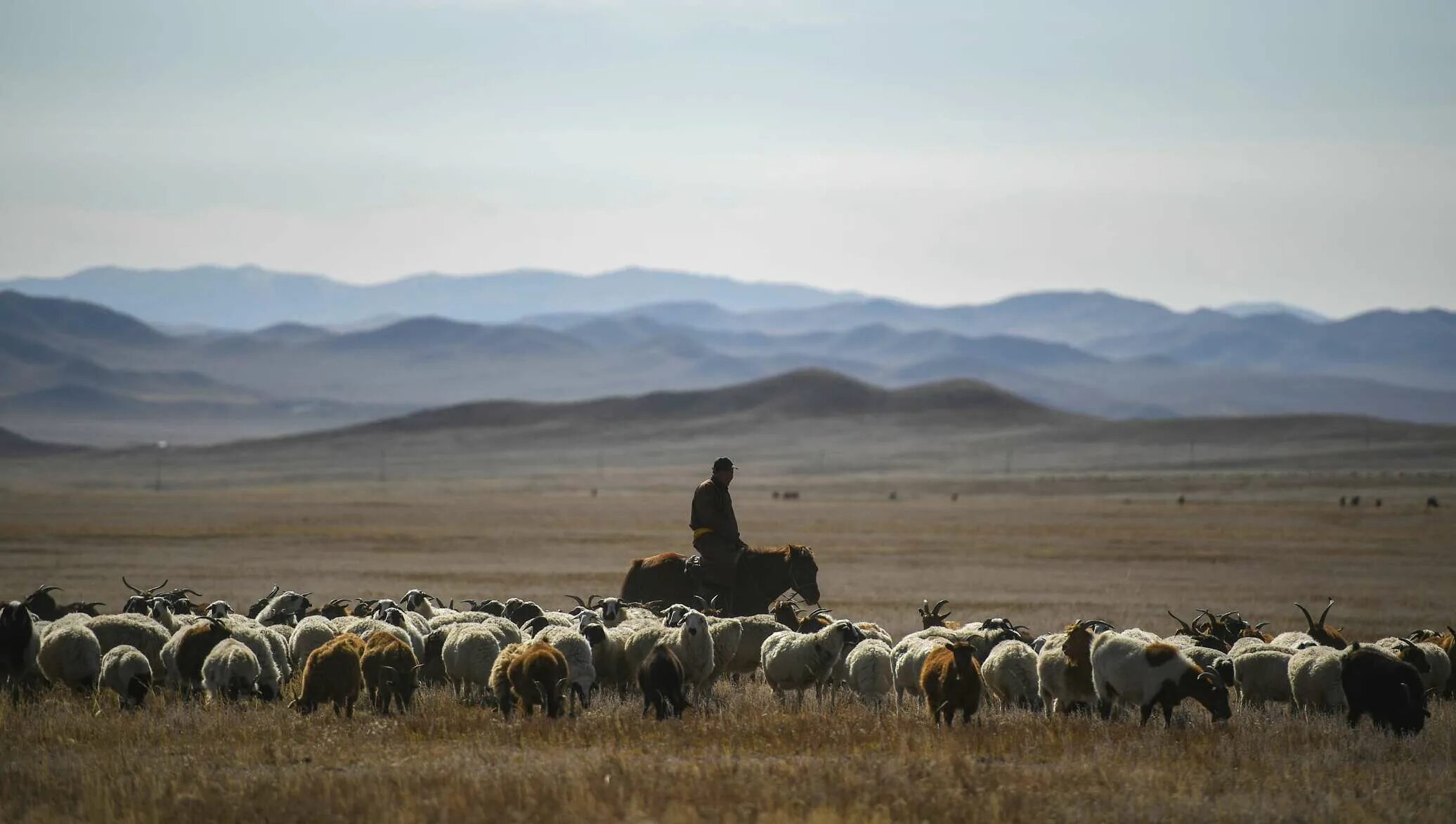 Скотовод в монголии букв. Чабаны Монголии. Пастух в Монголии. Чабан Калмыкия. Пастух Калмыкия.
