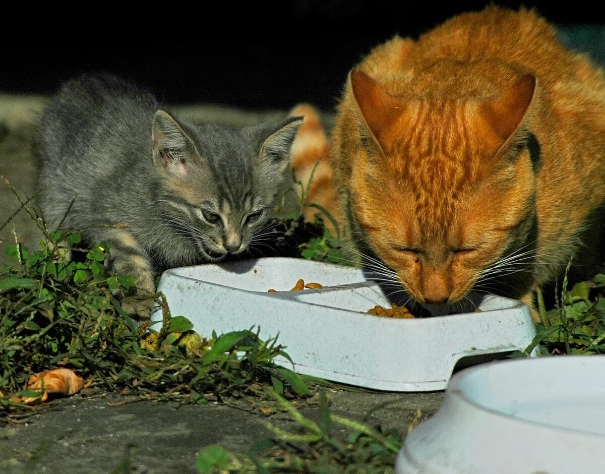 Кормление животных. Кормление кошек на улице. Уличный кот кушает. Сонник кормить кошек