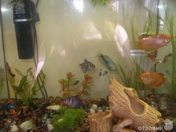 Заберу аквариум даром. Выключить фильтр в аквариуме на ночь. Можно выключать фильтр на ночь рыбкам. Подсветка фона аквариума. Освещение для красноухих черепах.