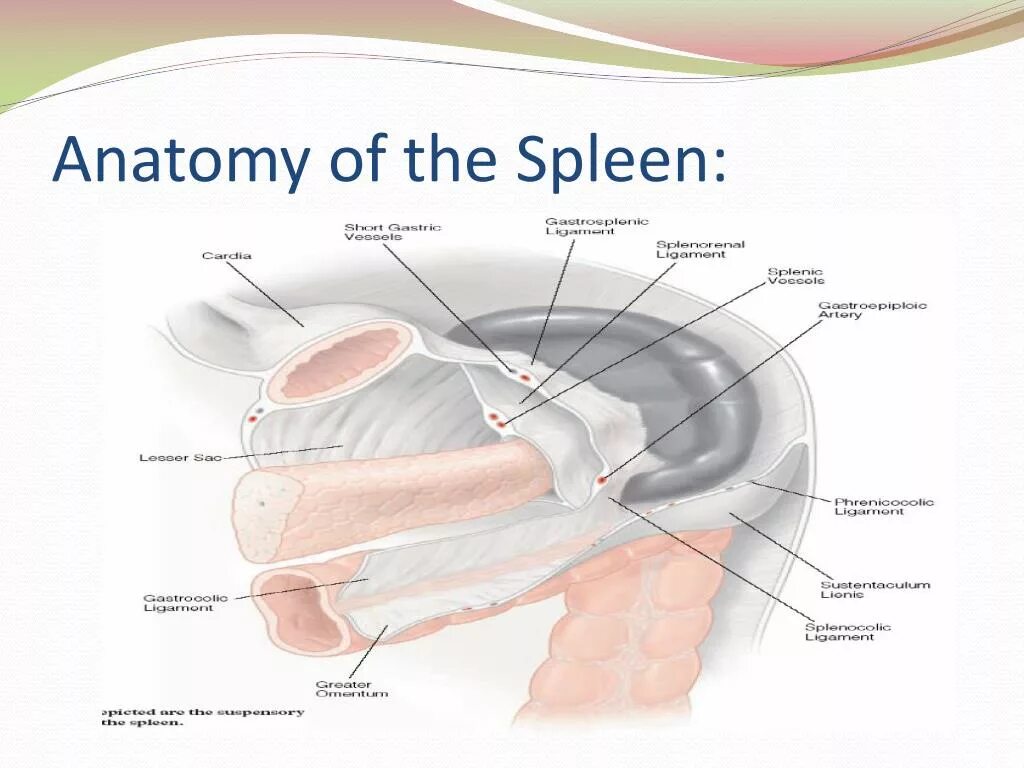 Родригес анатомия страсти. Anatomy of getting stuck. Т11 и т12 позвонки. Anatomy of getting stuck. Блокинг анатомия.