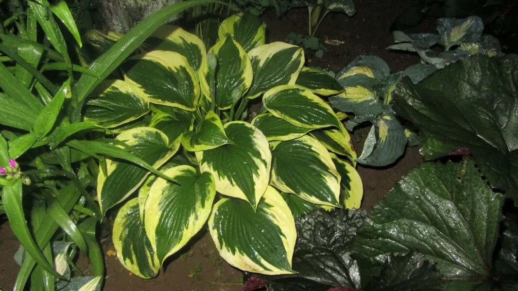 хоста ann kulpa. хоста энн. хоста колоред халк. хоста гибридная barbara ann. хоста broad street.