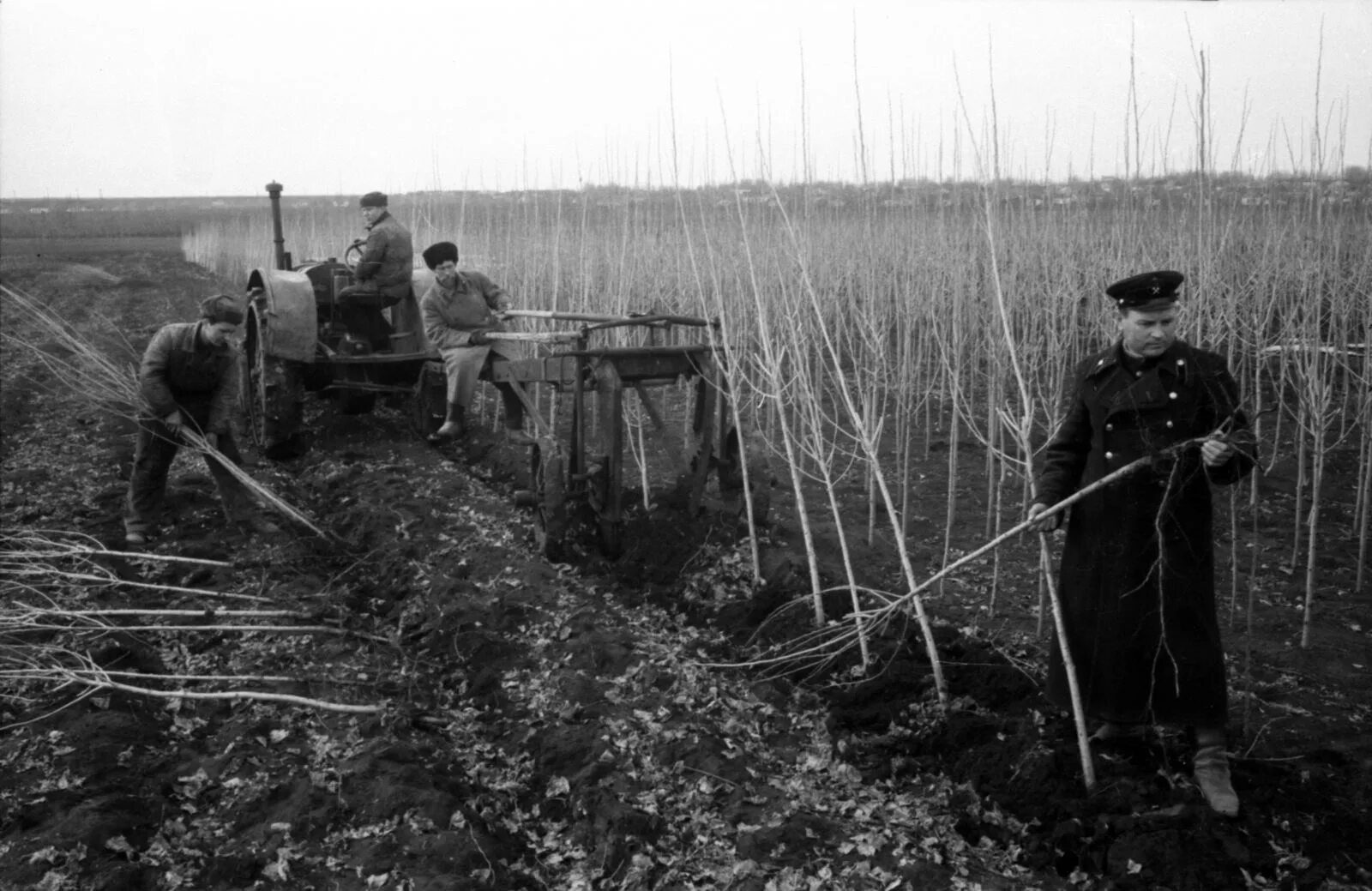 Зачем в советское время. Высадка леса в СССР. Посадка леса СССР. Посадка деревьев СССР. Высадка деревьев в СССР.