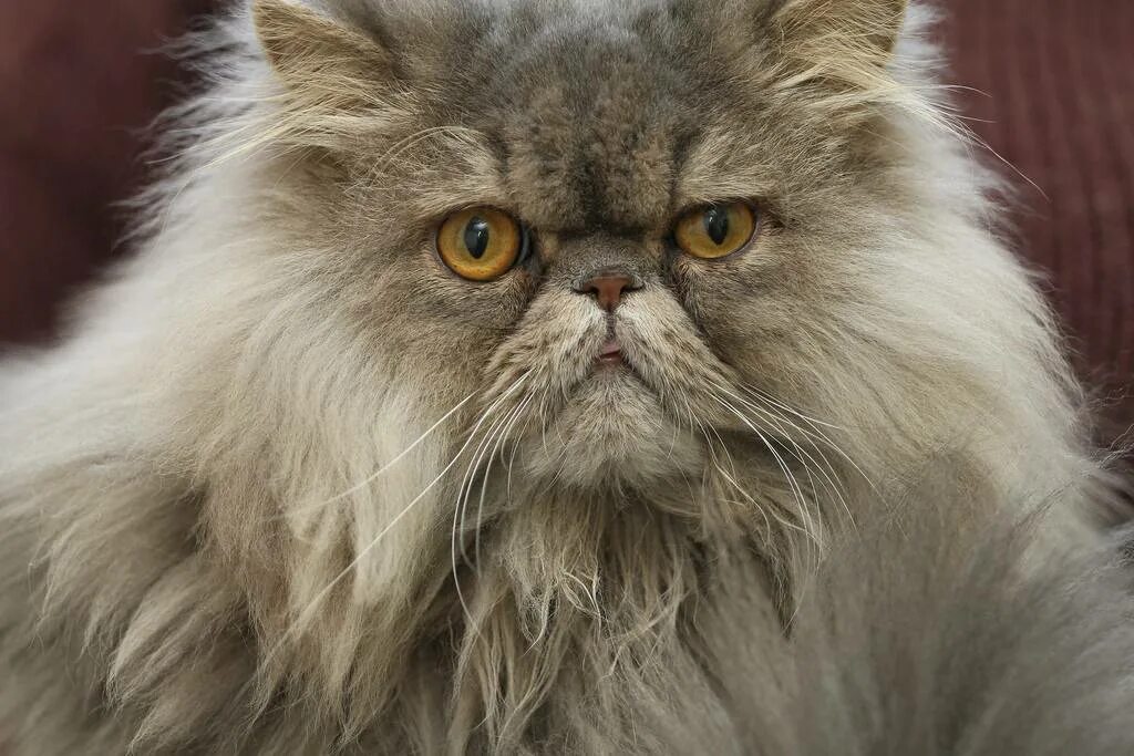 Персидская кошка. Персидская длинношерстная шиншилла. Персидский Пекинес кот. Персидский кот персидский.