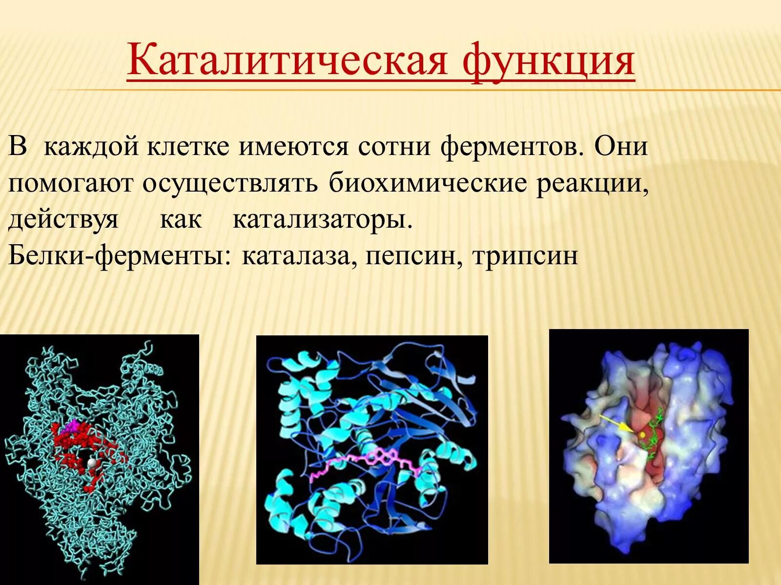 Особенности ферментов белков. Каталитическая функция ферментов. Каталитическая ферментативная функция белка. Каталитическая функция белков заключается в. Ферментативно каталитическая функция белков.