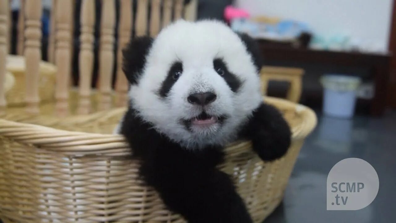 It is a panda. It-панда. raising cute pandas: it&#039;s complicated  national geographic.