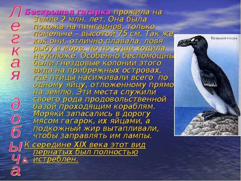 Сообщение о гагарке. Бескрылая гагарка красная книга. гагарка доклад. бескрылая гагарка сообщение. бескрылая гагарка описание.