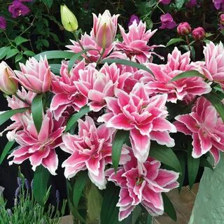 Лилия Розелли Саманта &40;Roselily Samantha&41; -относится к груп...