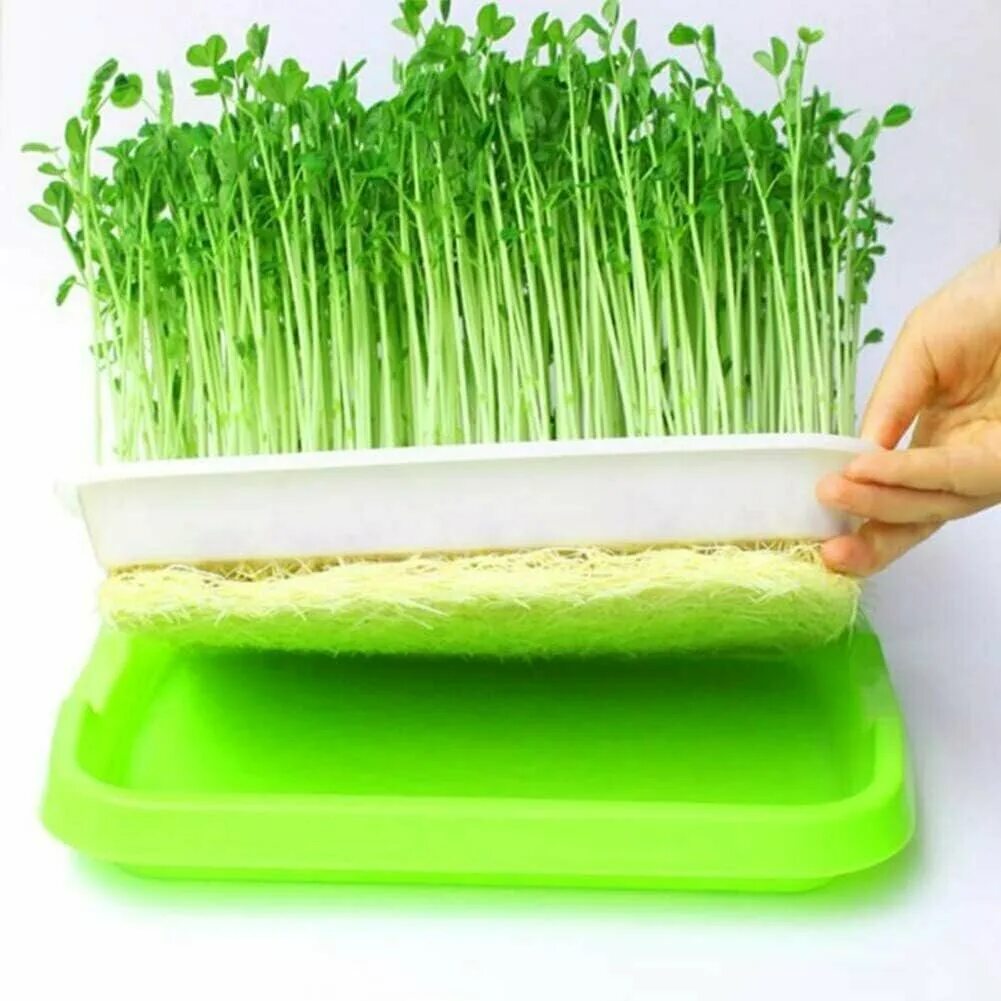 Проращиватель брокколи купить. Проращиватель a. Проращиватель здоровья клад "аэросад", ас0001п. Проращиватель для микрозелени как пользоваться. Проращиватель для микрозелени как пользоваться.