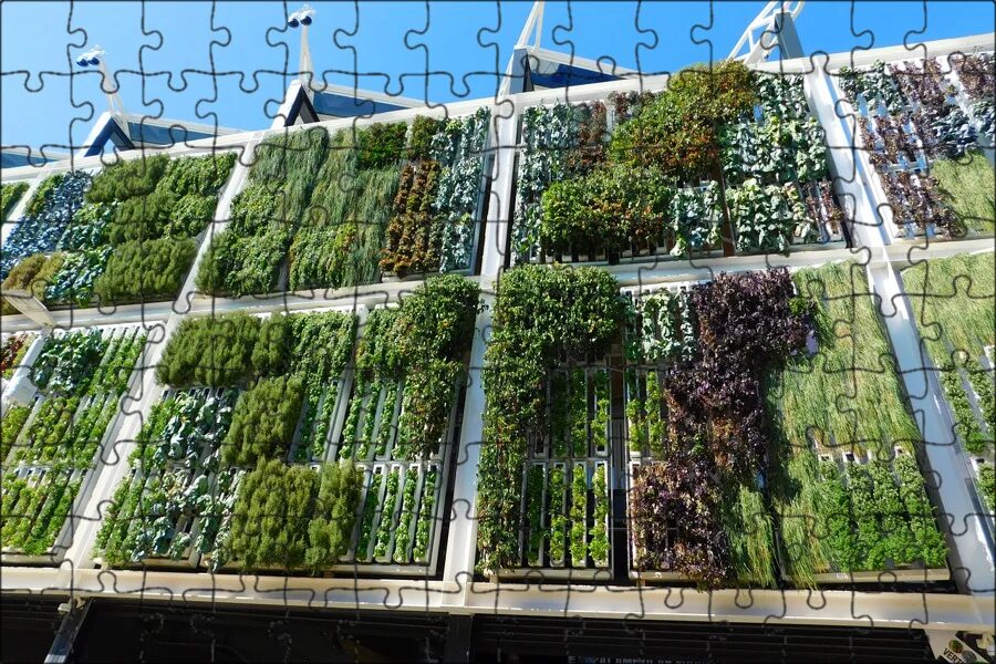 Many plant. Кориандр в гидропонике. Цветы для высадки в скверах. Комнатные цветы в интерьере. Рассада.
