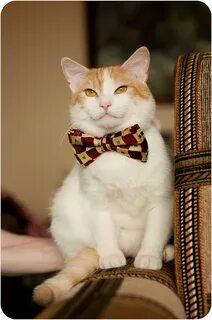 Настоящий кот