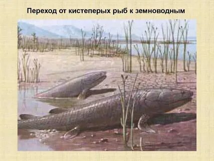 Первые рыбы на суше