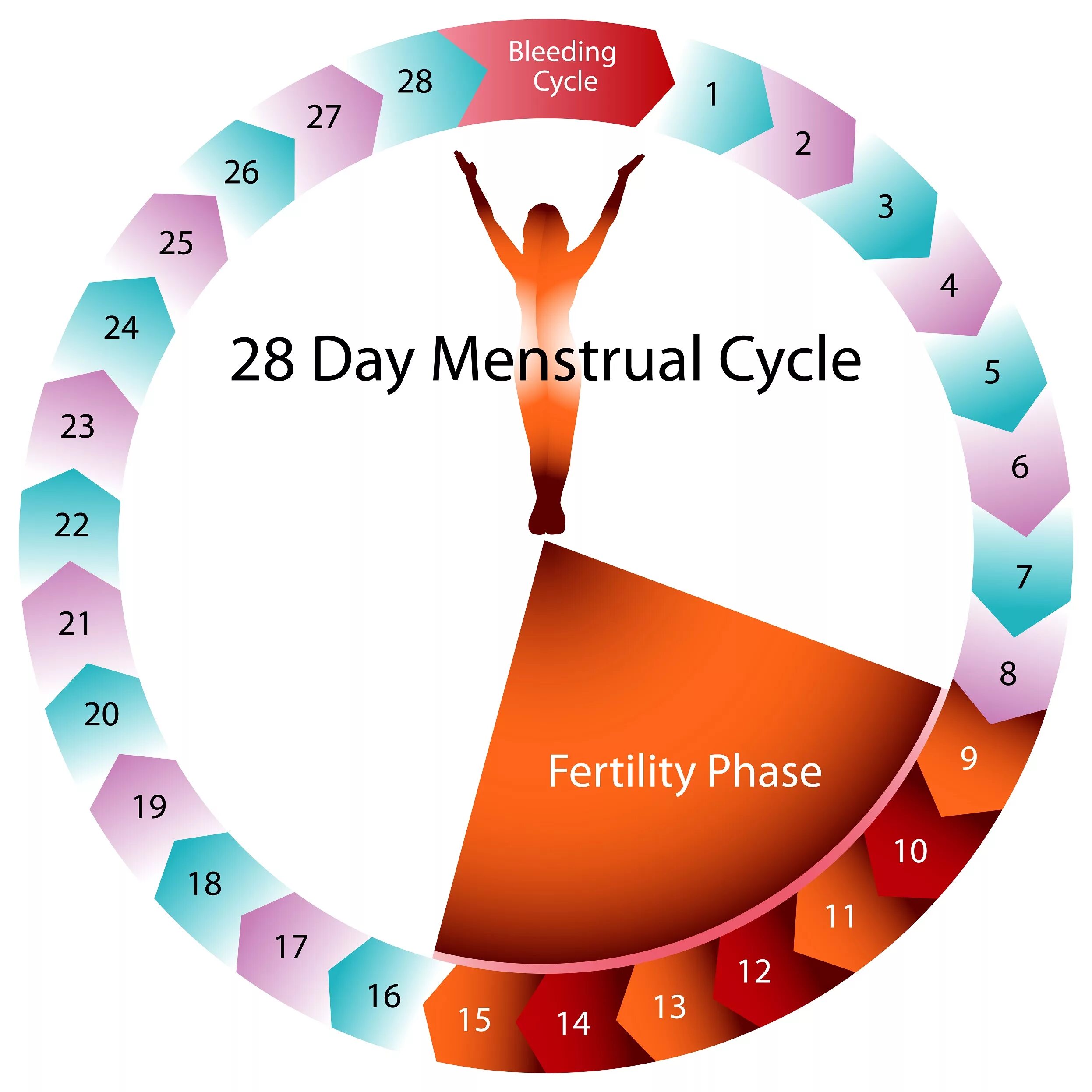 Фертильный день это у женщин. Цикл фертильности. Менструальный цикл фертильность. Фертильность и овуляция цикл. Фертильные дни по менструальному циклу.
