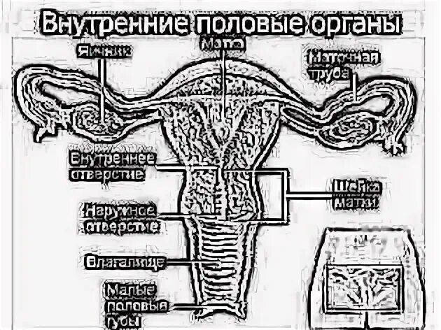 Внутреннее строение матки. Внутреннее строение матки