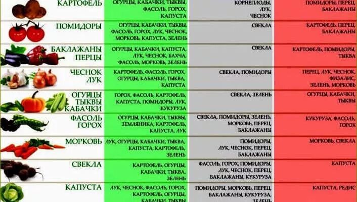 Чеснок с луком рядом можно. После чего садить перец и кабачок. После чего сажать морковь на следующий год. Что посадить после кабачков. После чего сажать огурцы.
