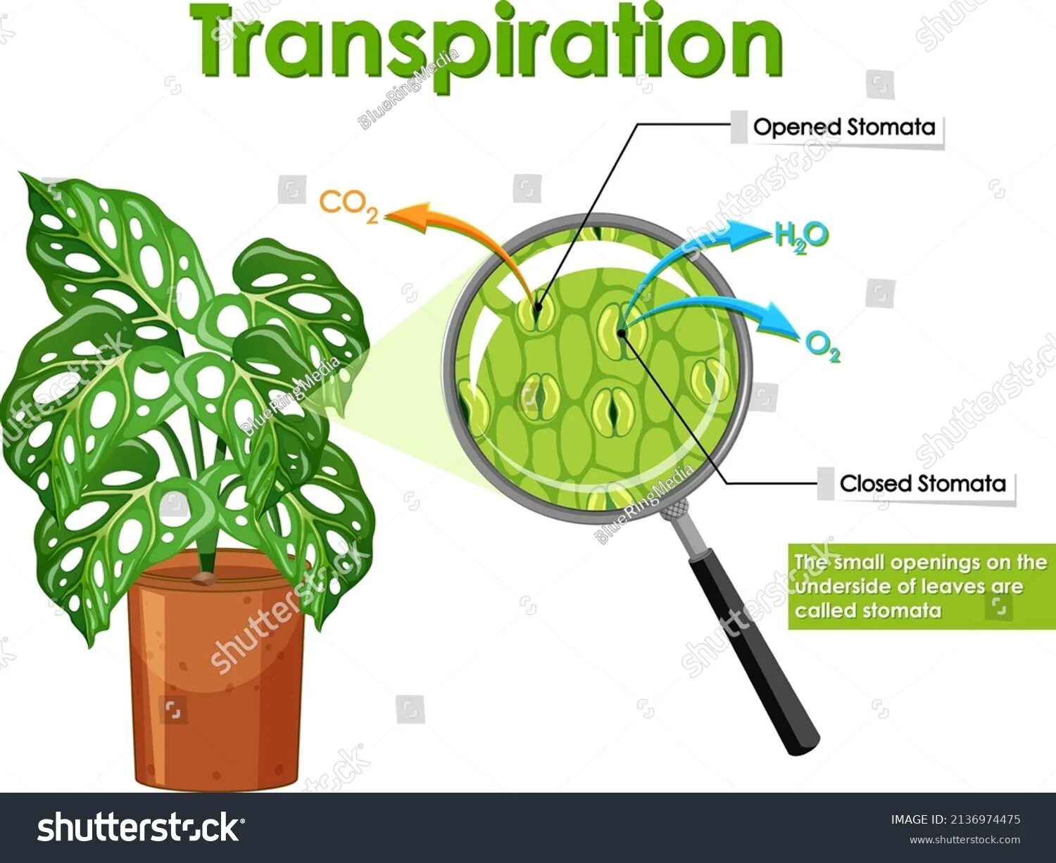 Устьица транспирация. Транспирация у растений. Транспирация устьица. Транспирация и фотосинтез. Иллюстрация транспирация.
