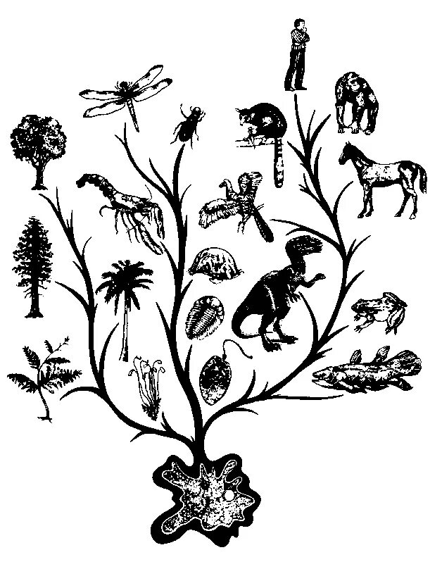 Эволюционное дерево. Древо жизни Эволюция. Эволюционное дерево эволюции. Эволюция биоразнообразия.