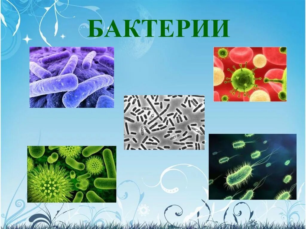 Урок по биологии мир биологии. Царство бактерий. Бактерии презентация. Бактерии в живых организмах. Изображение бактерии.