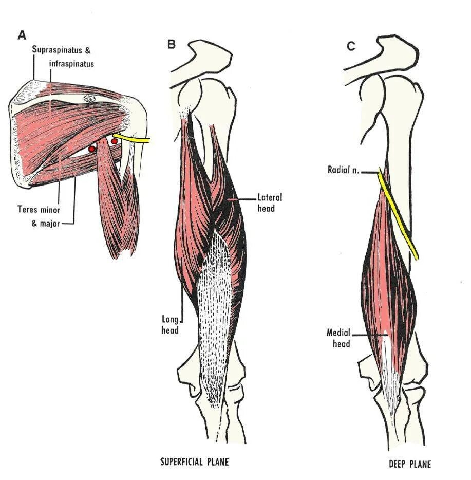 Трицепс мышца. Трицепс анатомия. Трицепс анатомия крепление. Трехглавая мышца трицепс. Трехглавая мышца плеча анатомия.
