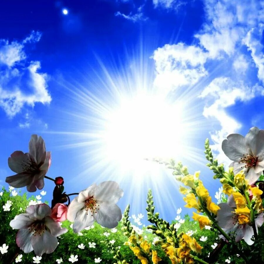 Мирного дня и утра картинки. Цветы и солнце. Солнечное небо. Ромашки в лучах солнца.