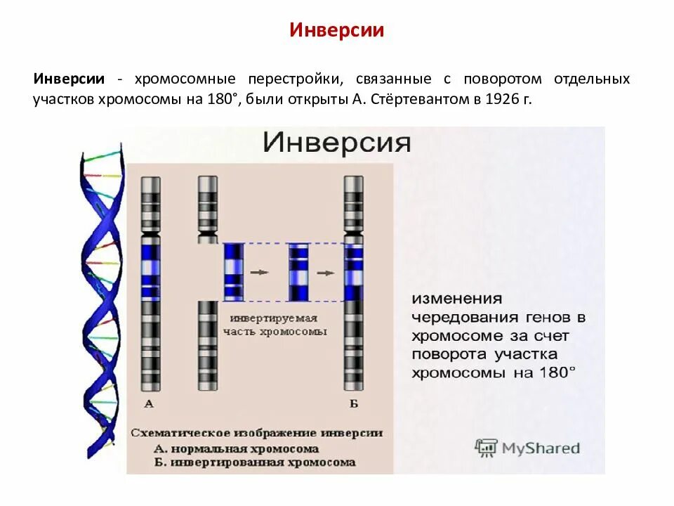 Инверсия хромосом. Поворот участка хромосомы на 180° - это…. Парацентрическая инверсия хромосомы. Инверсия генетика примеры. Поворот хромосом на 180 градусов