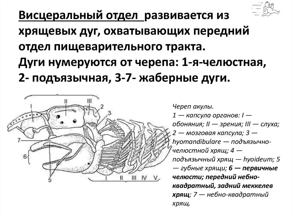 Висцеральный череп амфибий. Висцеральные жаберные дуги рыб. Висцеральный череп хрящевых рыб.