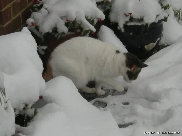 можно ли кошкам снег. бездомный кот снег. можно ли кошкам снег. можно ли кошкам снег. можно ли кошкам снег.