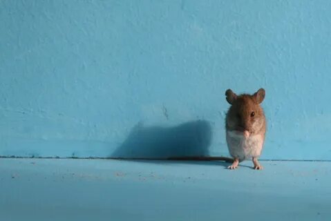 Мод на мышей