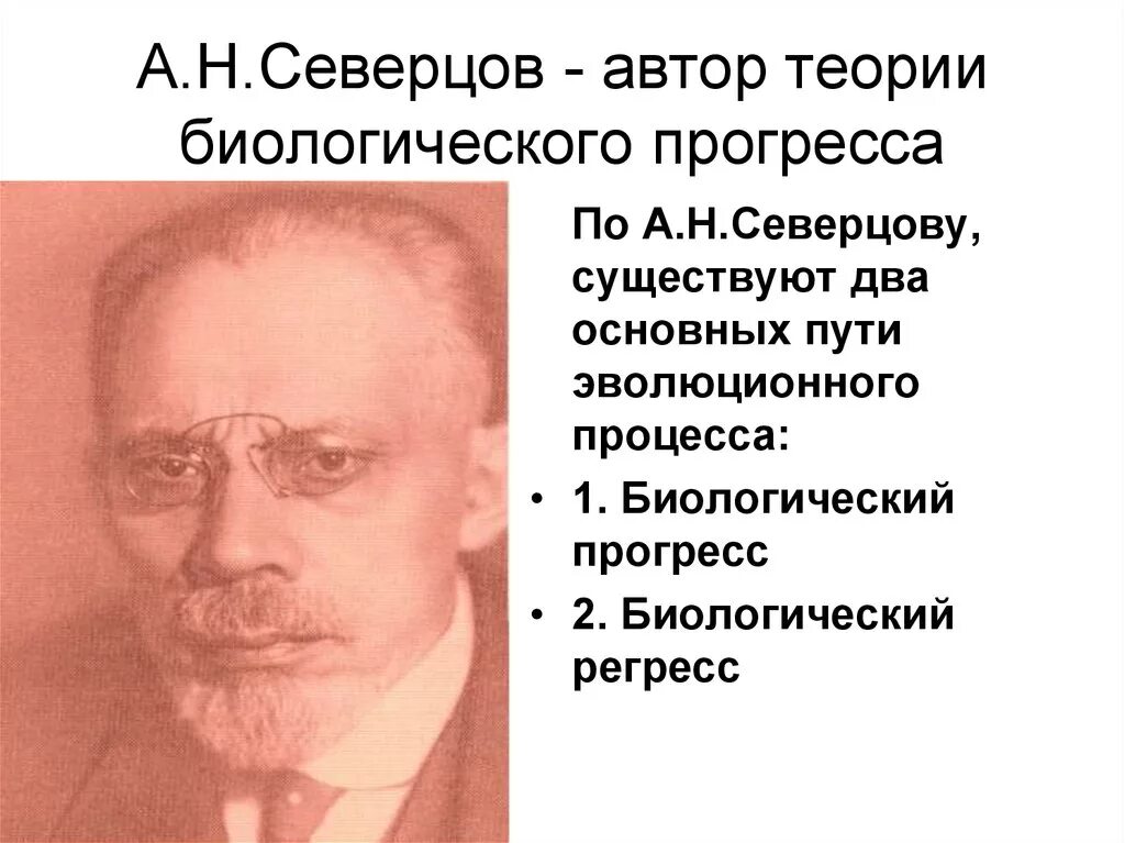 Северцов биологический прогресс. А Н Северцев. Северцов и Шмальгаузен. А.Н. Северцов эмбриология.