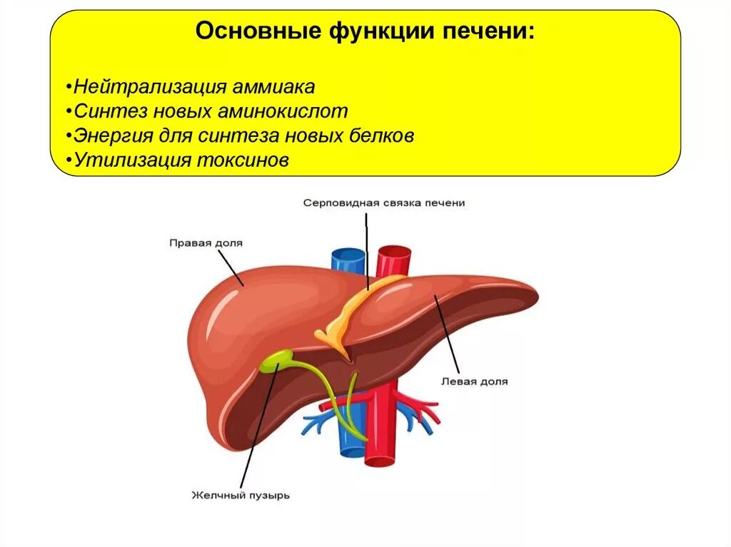 Печень какой формы