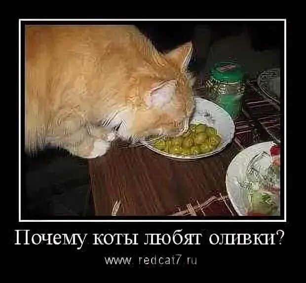Коты любят оливки. Кошка оливка. почему коты любят оливки. почему коты едят оливки. почему кот любит оливки.