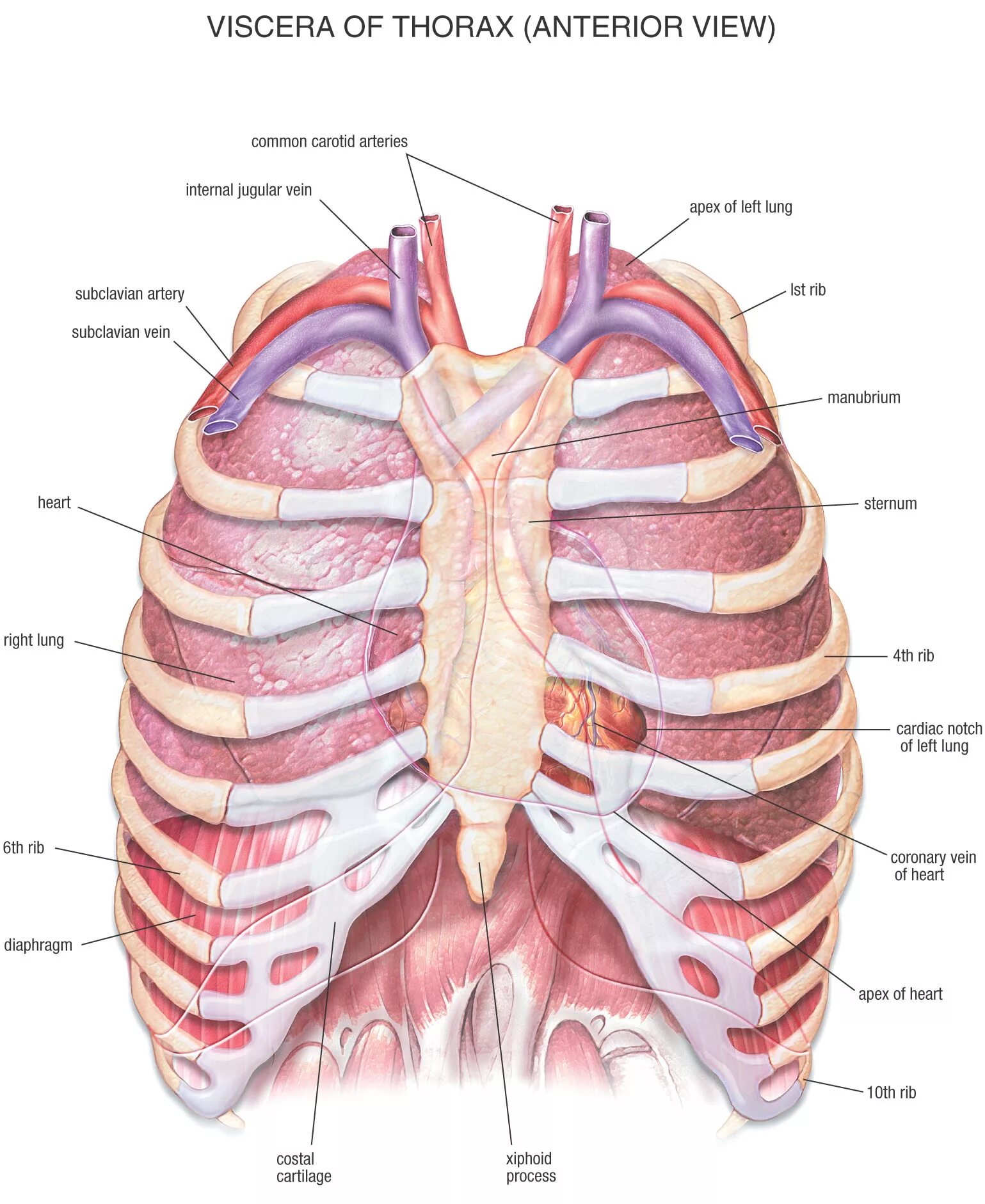 Местоположение легких. Анатомия органов грудной клетки. Анатомическое строение грудной клетки. Анатомический атлас грудной клетки. Легкие в грудной клетке анатомия.