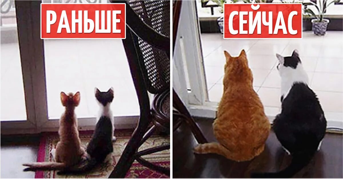 Раньше был кот. Животные раньше и сейчас.