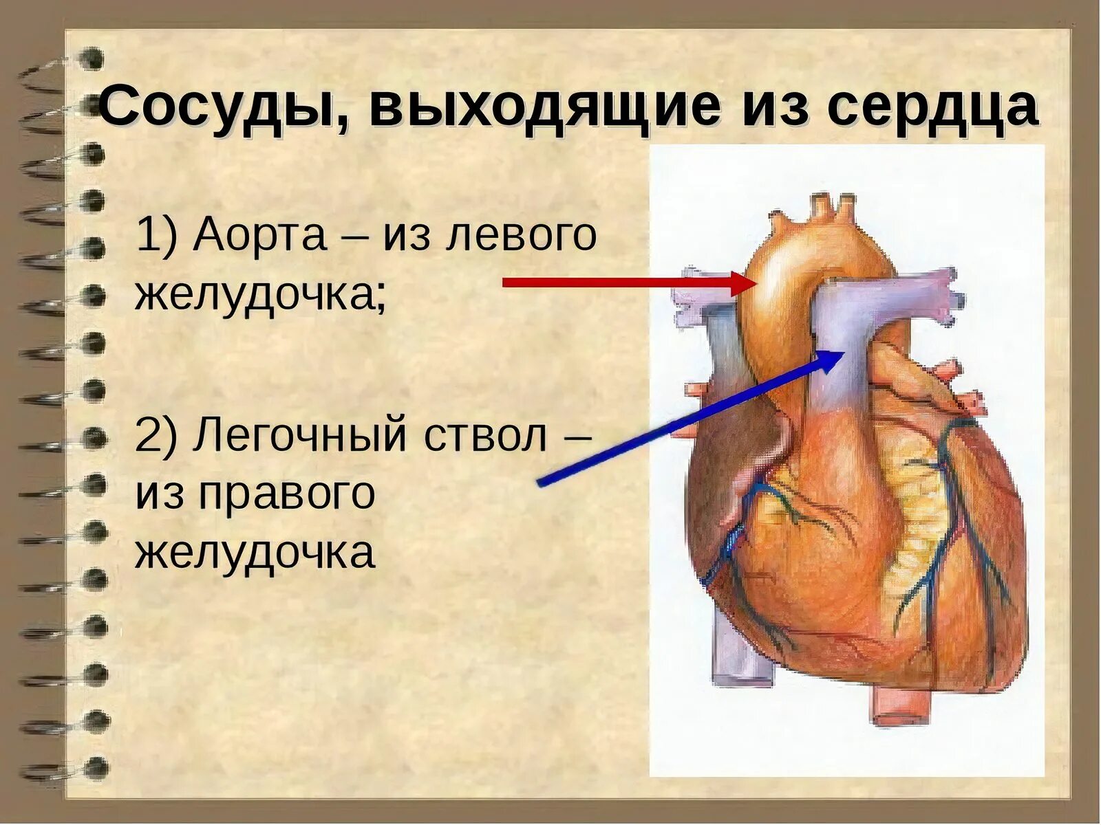 Несет кровь к предсердию. Сосуды входящие в сердце. Сосуды входящие и выходящие из сердца. Сосуды входящие в предсердия.