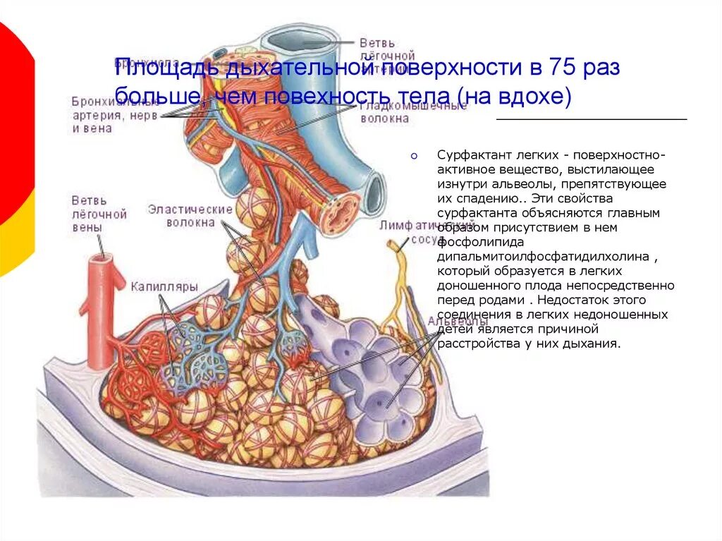 Сурфактант в альвеолах. Вещество препятствующее спадению альвеол. Сурфактант легочных альвеол препятствует. Лёгочный сурфактант.