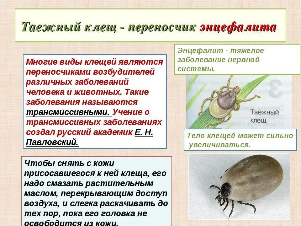 Таежный Энцефалитный клещ. Таежный клещ переносчик. Клещи переносчики энцефалита. Клещ переносчик энцефалита.