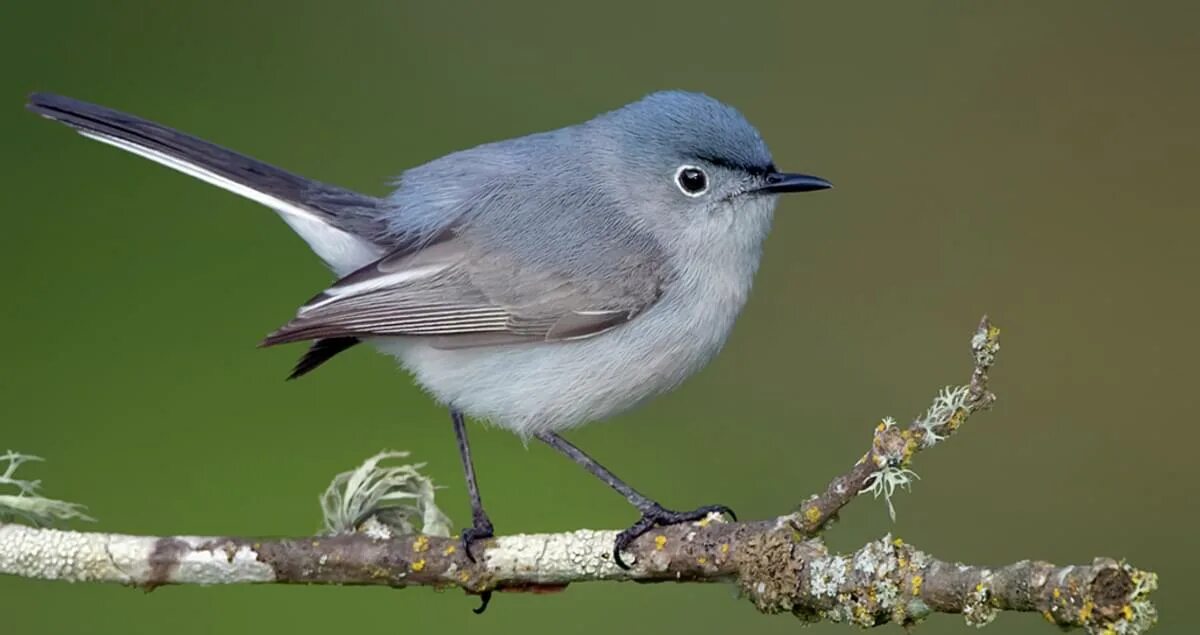 Flycatcher sandwort. Как будет на девчачьем языке на английском серая птичка. Птенец трясогузки. Серая мухоловка juvenile. Мухоловка птичка серая.