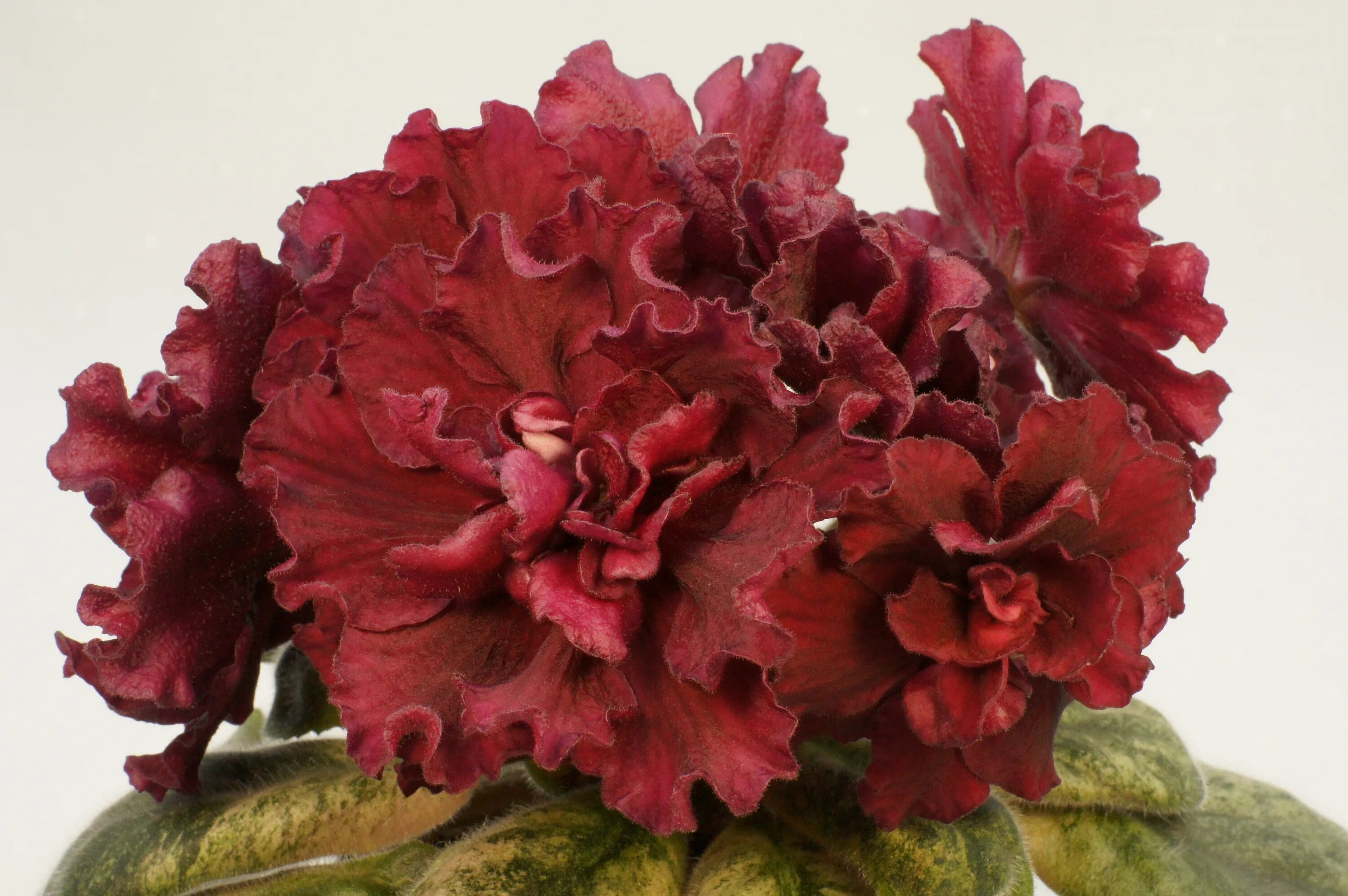 фиалка ек дитя солнца. сенполия дитя солнца. фиалка дитя солнца. фиалка дитя солнца. коршунова).