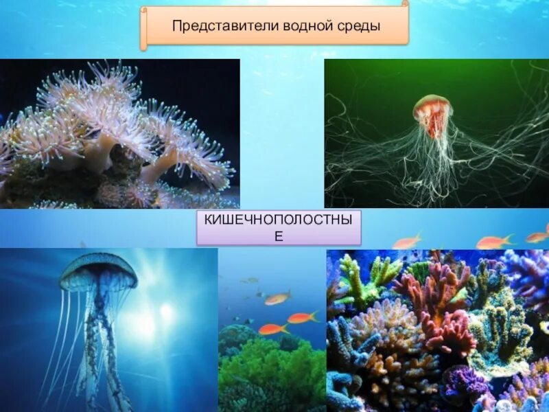 Особенности обитания живых организмов в океане. Представители водной среды. Водяные организмы. Кишечнополостные обитают в. Организмы водной среды.