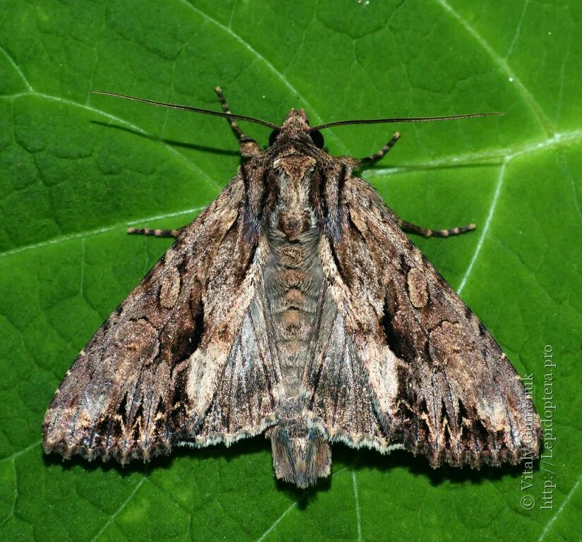 Огородная совка lacanobia oleracea l. Совка земляная серая (eurois occulta (linnaeus 1758)). Apamea monoglypha. Бабочка совка apamea remissa. Зерновая совка гусеница.