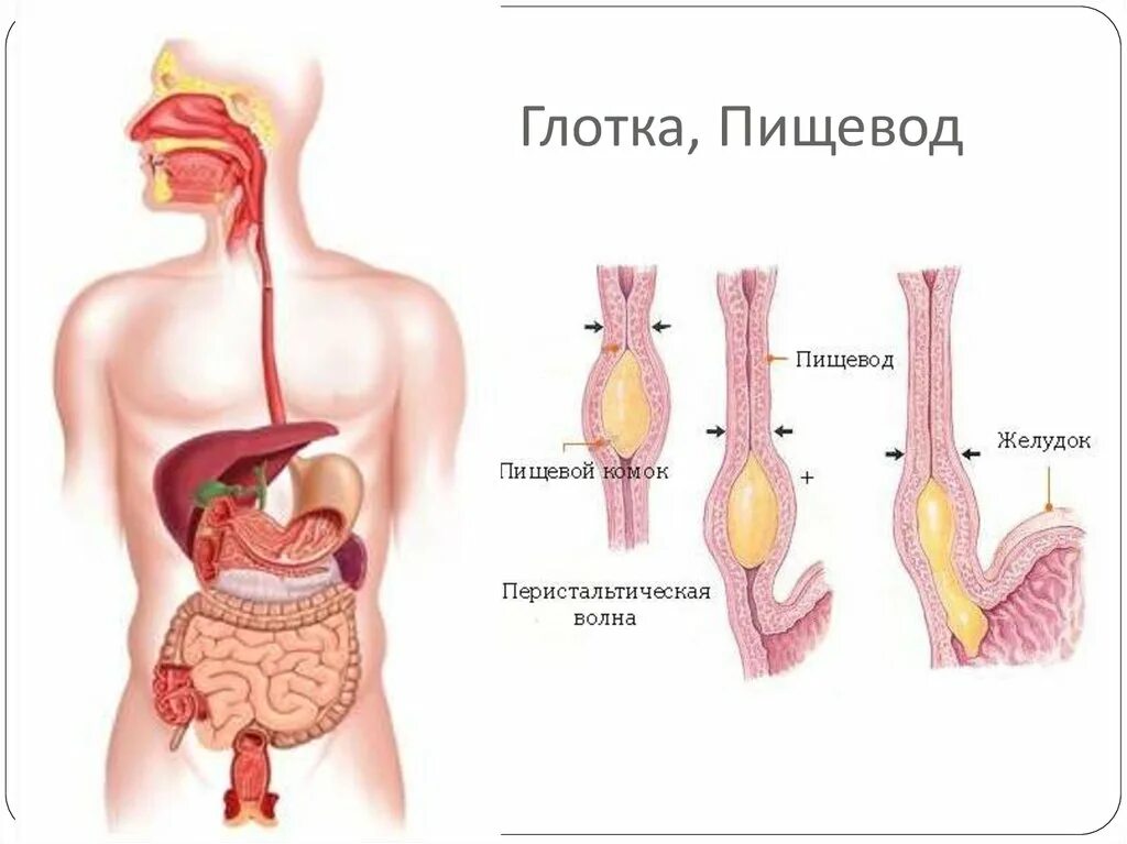 Презентация на тему: "Жизнь человека невозможна без притока энергии извне, эту э