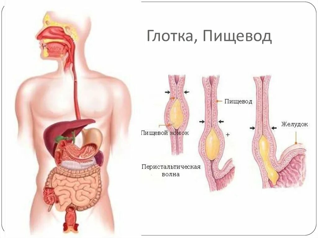 Органы пищевод человека