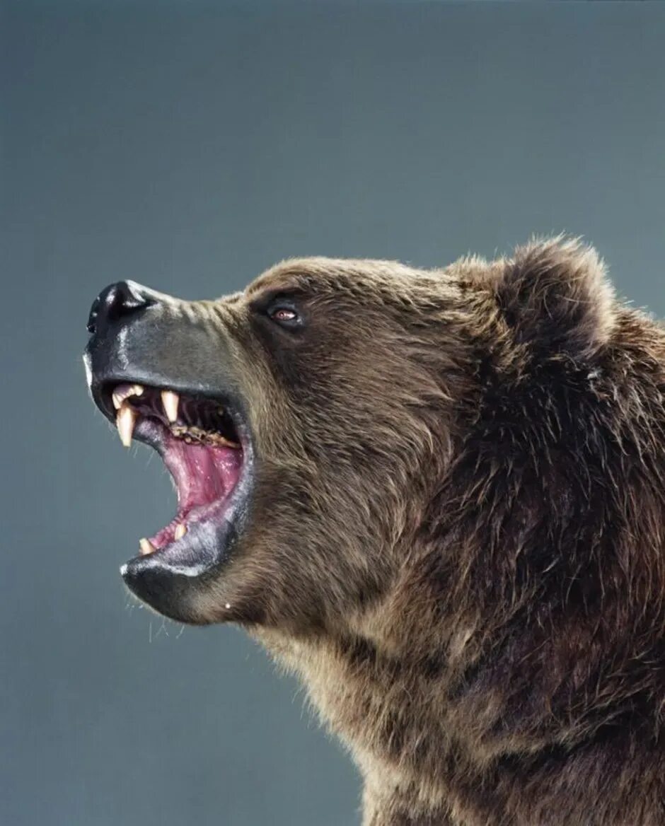 Медведь Гризли рычит сбоку. Медведь Гризли оскал сбоку. Медведь Гризли злой. Оскал медведя.